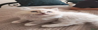 Ragdoll Kitten 4