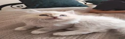 Ragdoll cats for sale: BEAUTIFUL RAGDOLLS KITTENS GCCF REGISTERED  - Advert 5