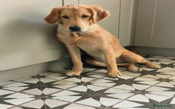 Golden Retriever dogs for sale: 6 month old golden retriever  - Image 3