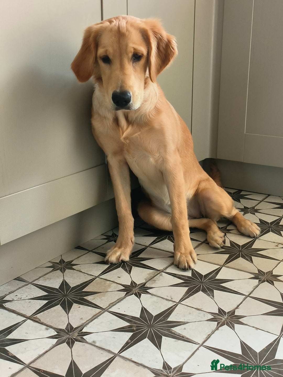 Golden Retriever dogs for sale: 6 month old golden retriever  - Image 3