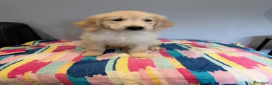 Golden Retriever 5