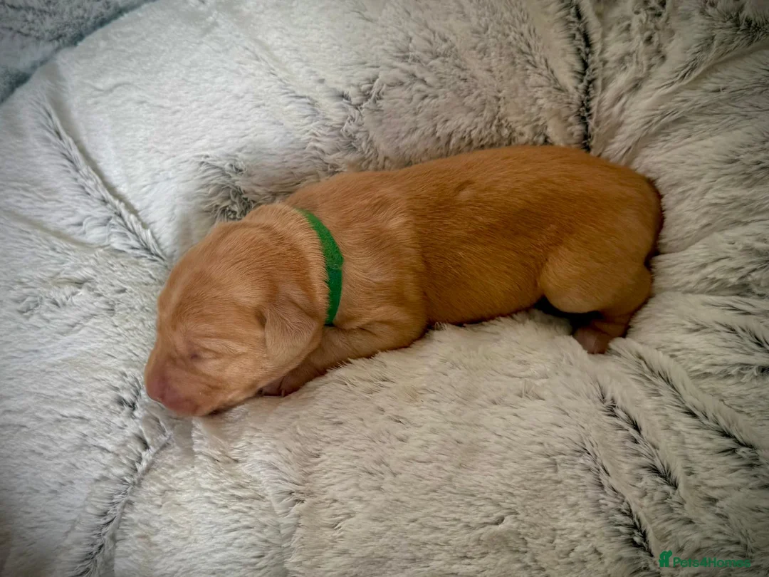 Labrador Retriever dogs for stud: Stunning Fox Red Labrador (Stud) PEDIGREE PROVEN - Advert 14