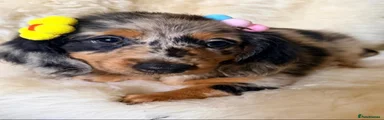 Miniature Dachshund 3