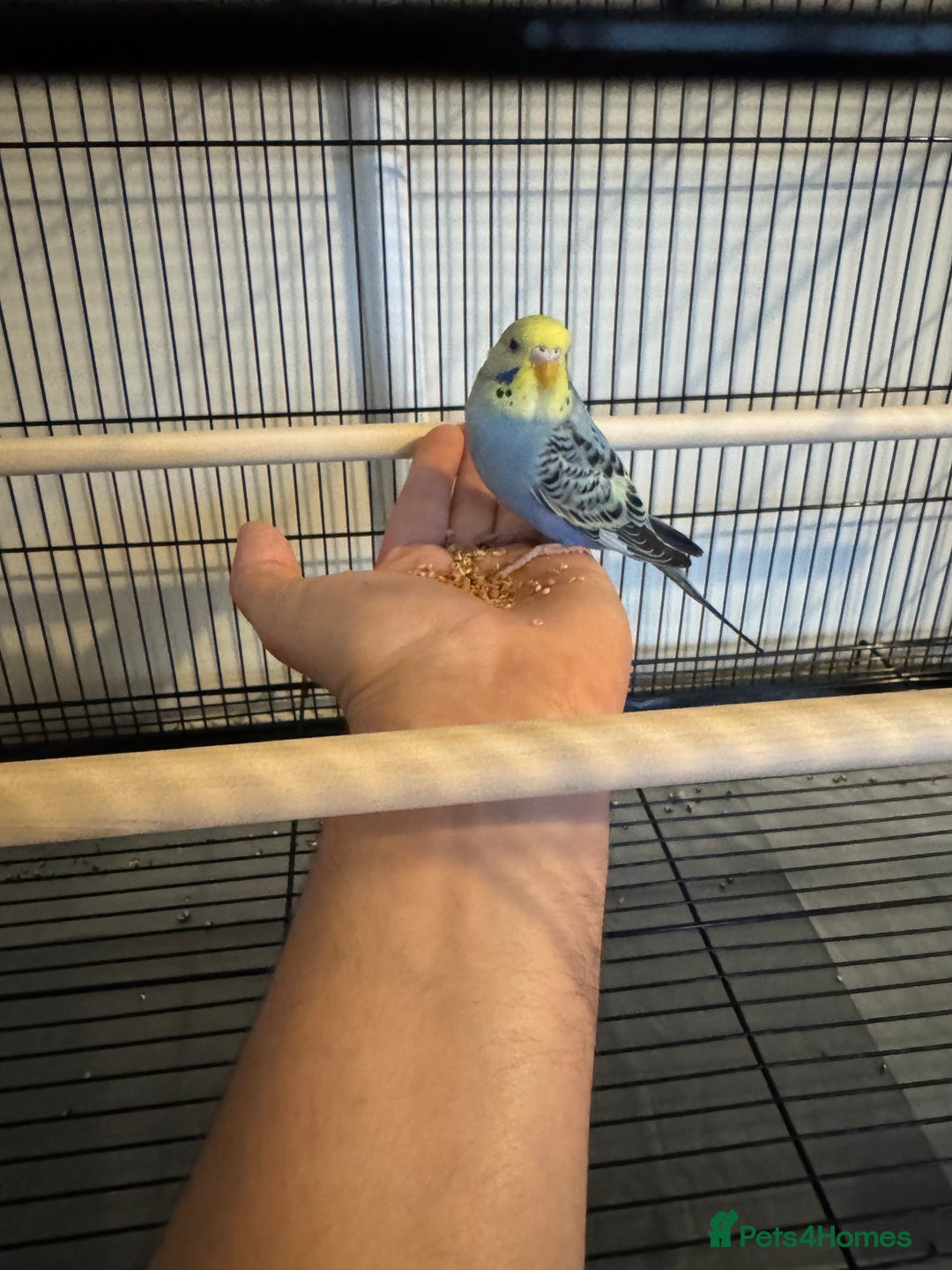 Budgerigars birds for sale: Approx 2 Month Old Budgie for Sale in Woking.  - Advert 2
