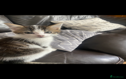British Shorthair cats for sale: Kittens  - Image 10
