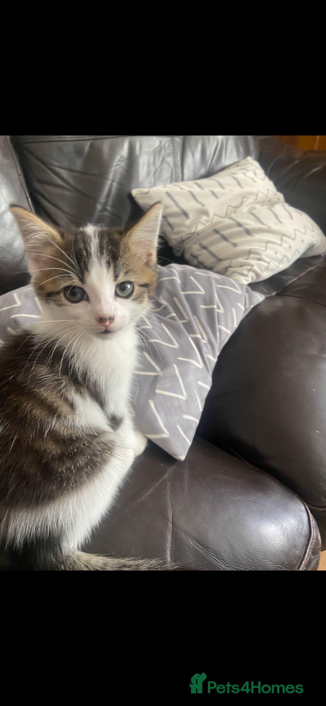 British Shorthair cats for sale: Kittens  - Image 10