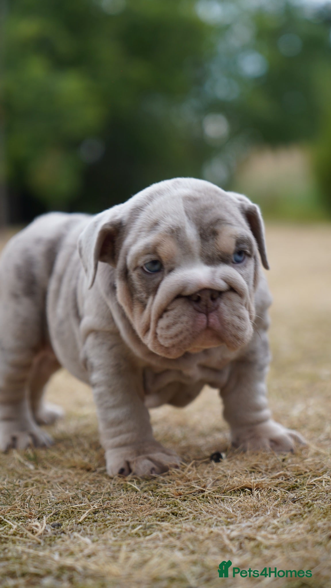 English Bulldog dogs Quality Chunky English Bulldog Puppies! Ready 🏡  - Advert 3
