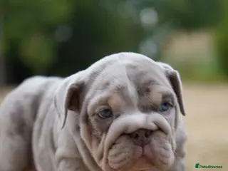 English Bulldog dogs Quality Chunky English Bulldog Puppies! Ready 🏡 - Advert 3