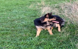 German Shepherd dogs for sale: (Willow) 1.5yr Old German Shepherd Longhaired - Image 3