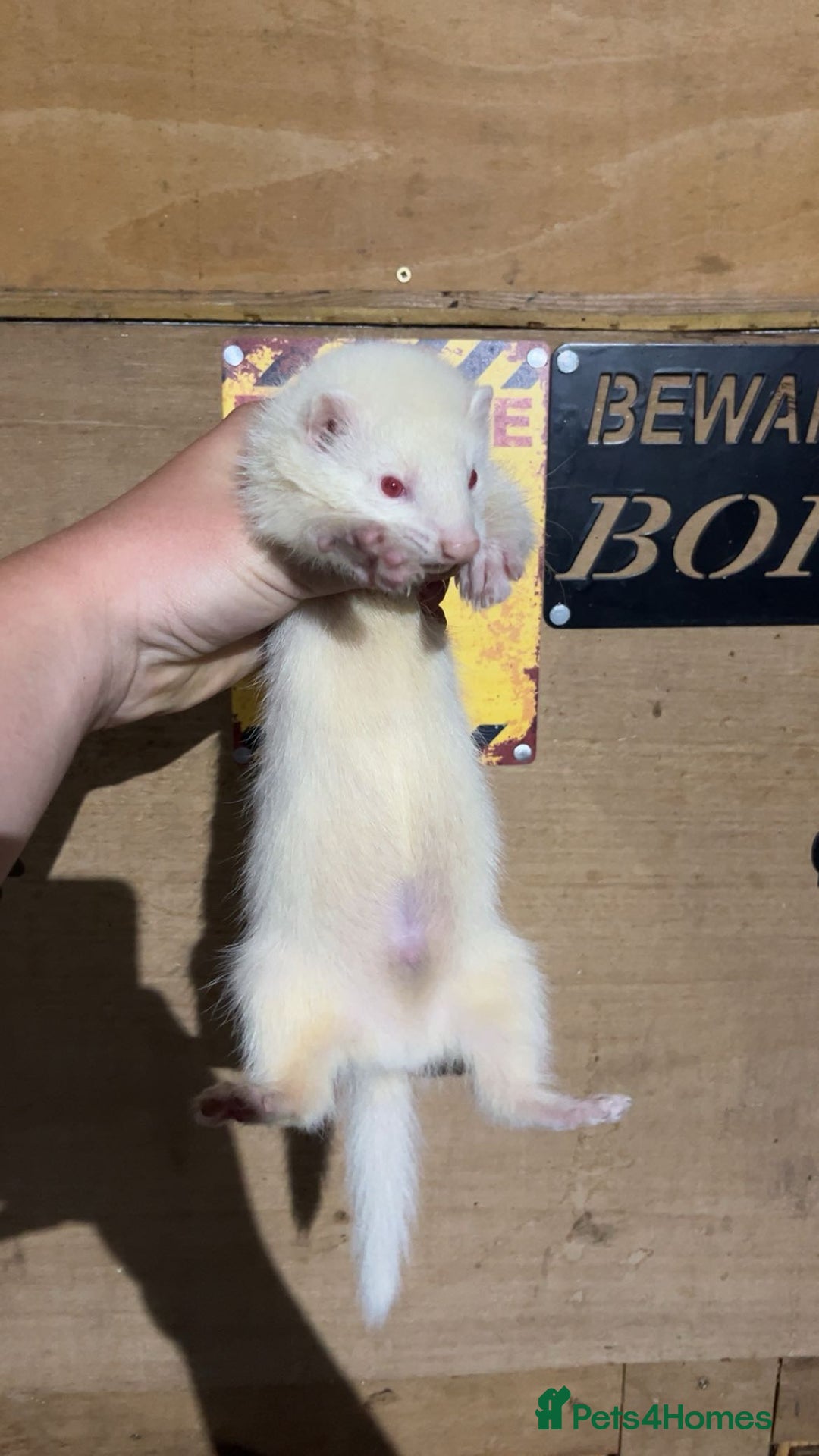 Ferret rodents for sale: Albino ferret kits  - Image 3