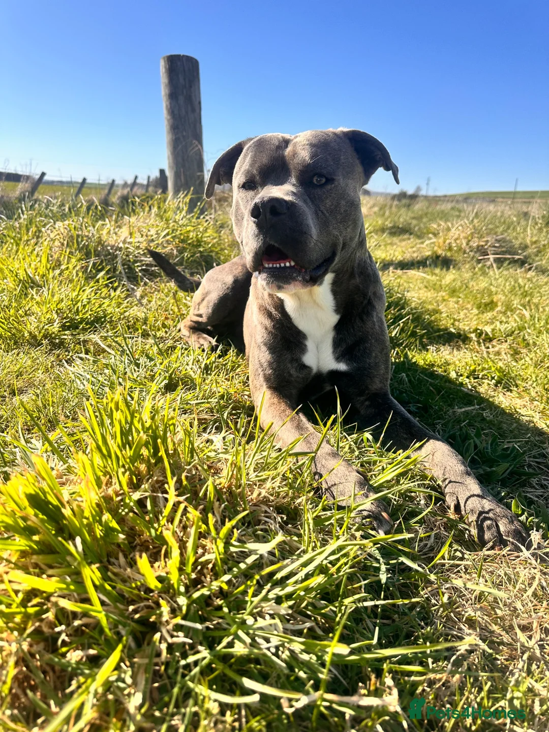 Mixed Breed dogs for sale: Collie x blue brindle American bulldog puppies in Insch - Advert 2