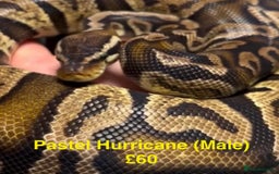 Python Snake reptiles for sale: Ball/ Royal Pythons for Sale - Image 1