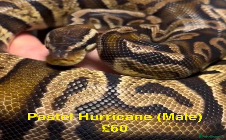 Python Snake reptiles - Advert 1