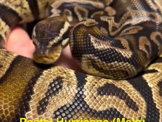 Python Snake reptiles Ball/ Royal Pythons for Sale - Advert 18