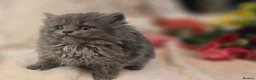 Persian cats for sale: Beautiful Persian babies ready now   - Advert 19