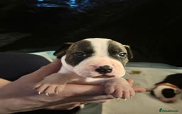 Mixed Breed dogs for sale: American bull staff - Image 11