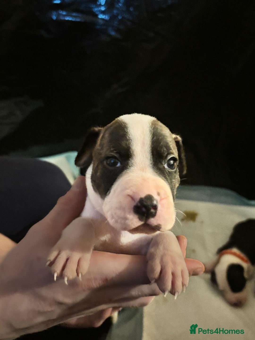Mixed Breed dogs for sale: American bull staff - Image 11