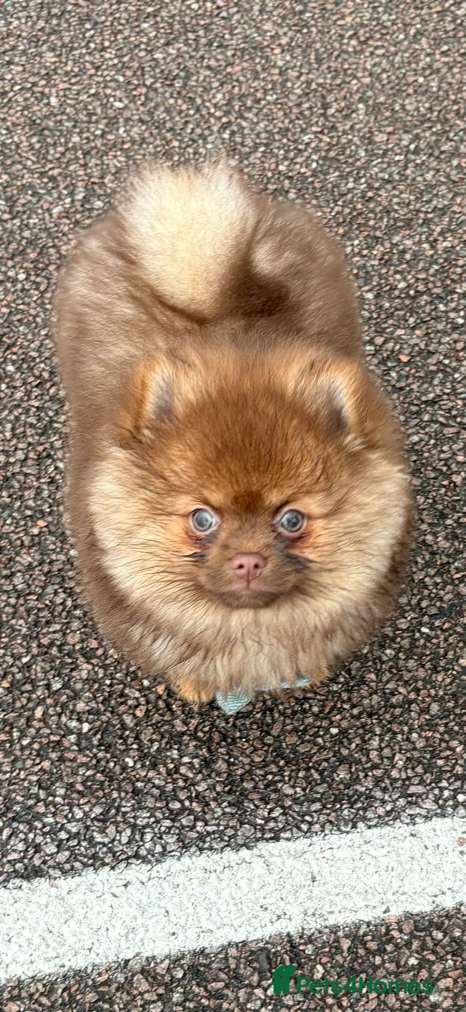 Pomeranian dogs Exceedingly Rare Red Pom puppy with green eyes  in Sheffield - Advert 1