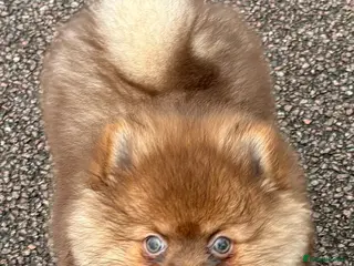 Pomeranian dogs Exceedingly Rare Red Pom puppy with green eyes in Sheffield - Advert 1