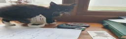 Mixed Breed cats for sale: Beautiful female kitten  - Advert 10