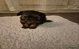 Yorkshire Terrier dogs for sale: Yorkshire terrier pappy for sale - Image 10