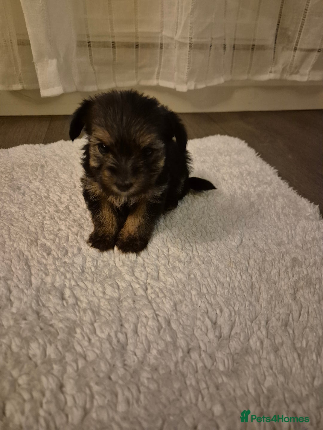 Yorkshire Terrier dogs for sale: Yorkshire terrier pappy for sale - Image 10