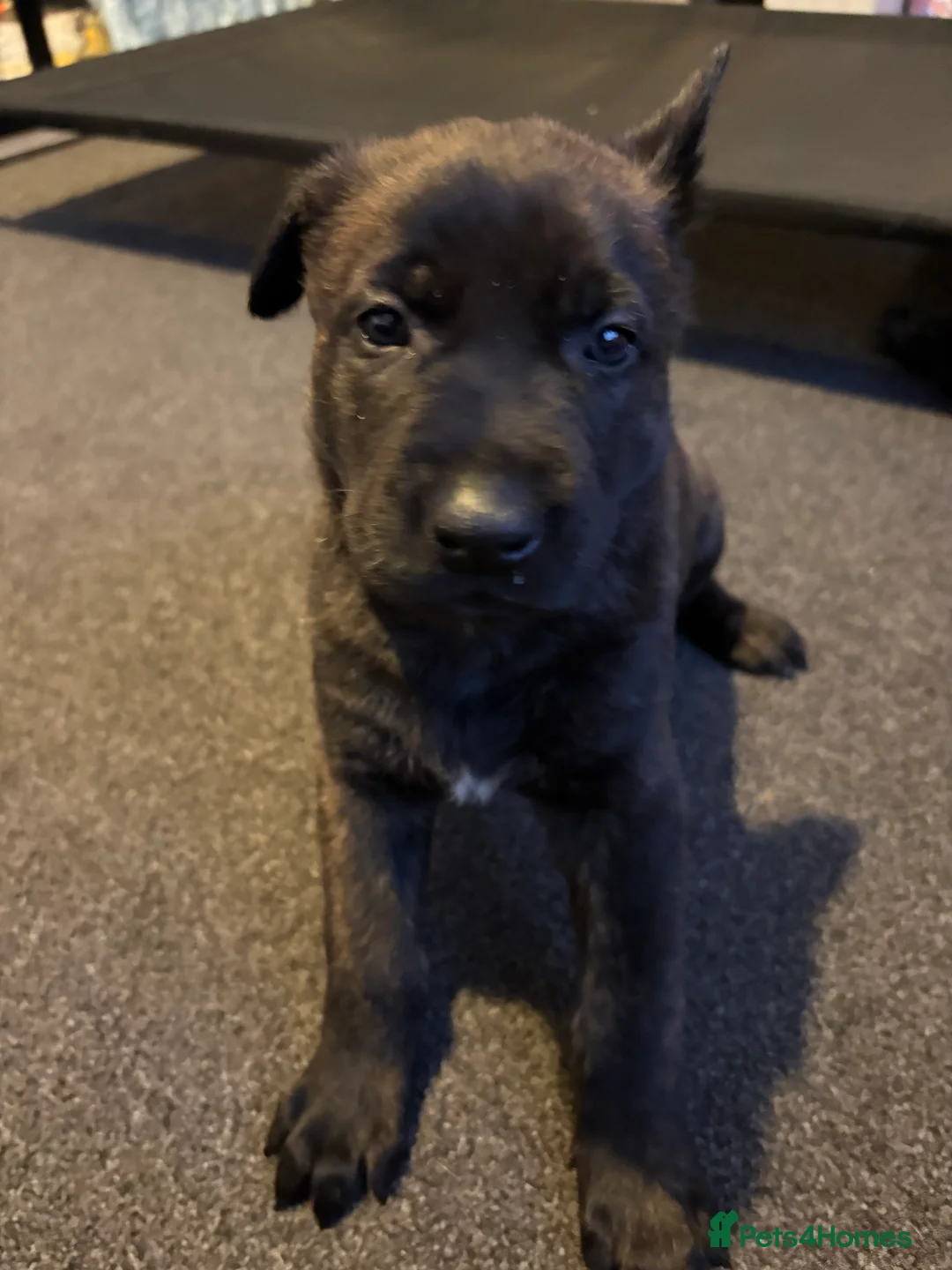 Mixed Breed dogs for sale: Belgium Malinois x Dutch Herder Puppies - Advert 21
