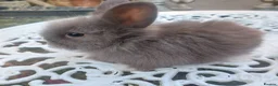 Lionhead rabbits for sale: PUREBRED DOUBLE/TEDDY LION HEAD BABIES  - Advert 7