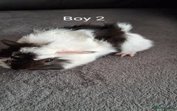 Guinea Pig rodents for sale: 3 girls 5 boys ready to leave - Image 4