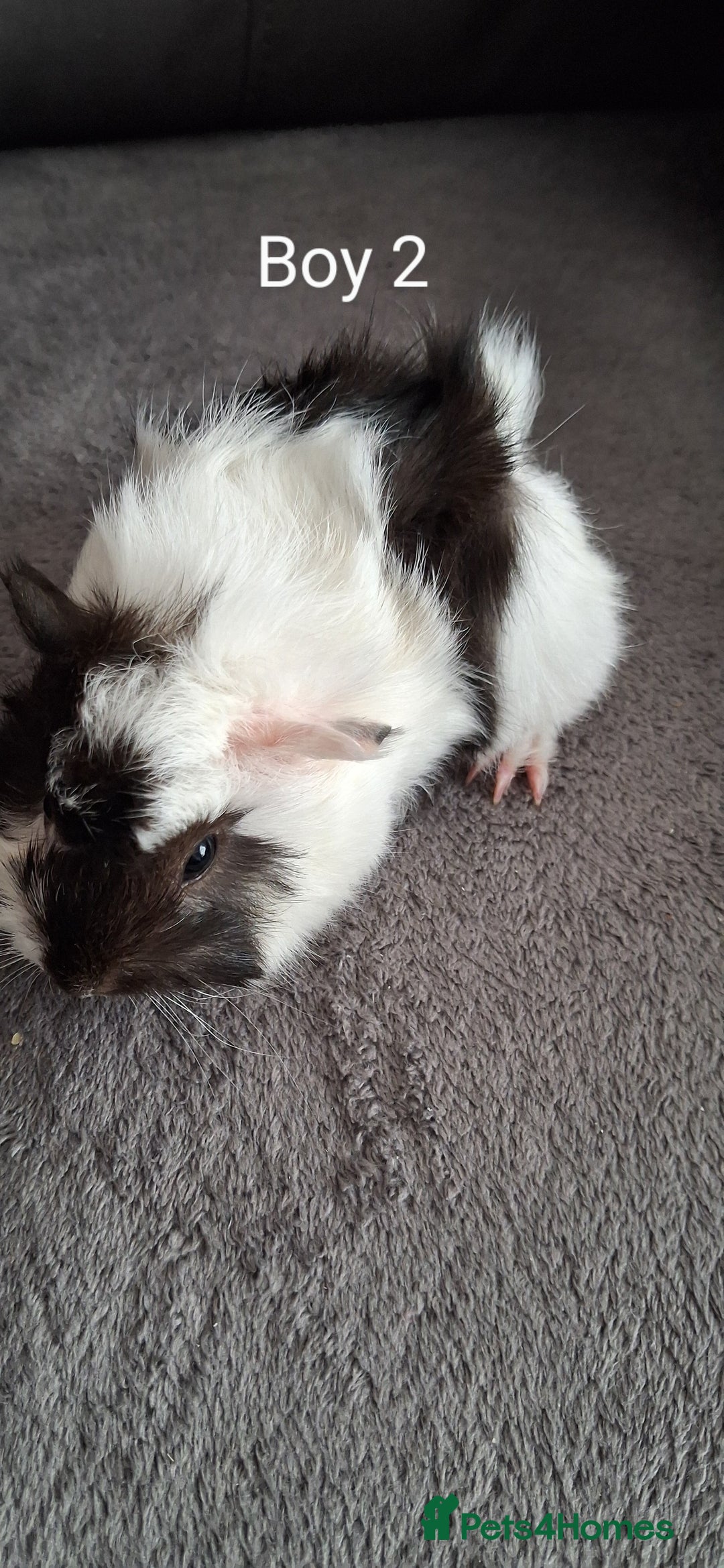 Guinea Pig rodents for sale: 3 girls 5 boys ready to leave - Image 4
