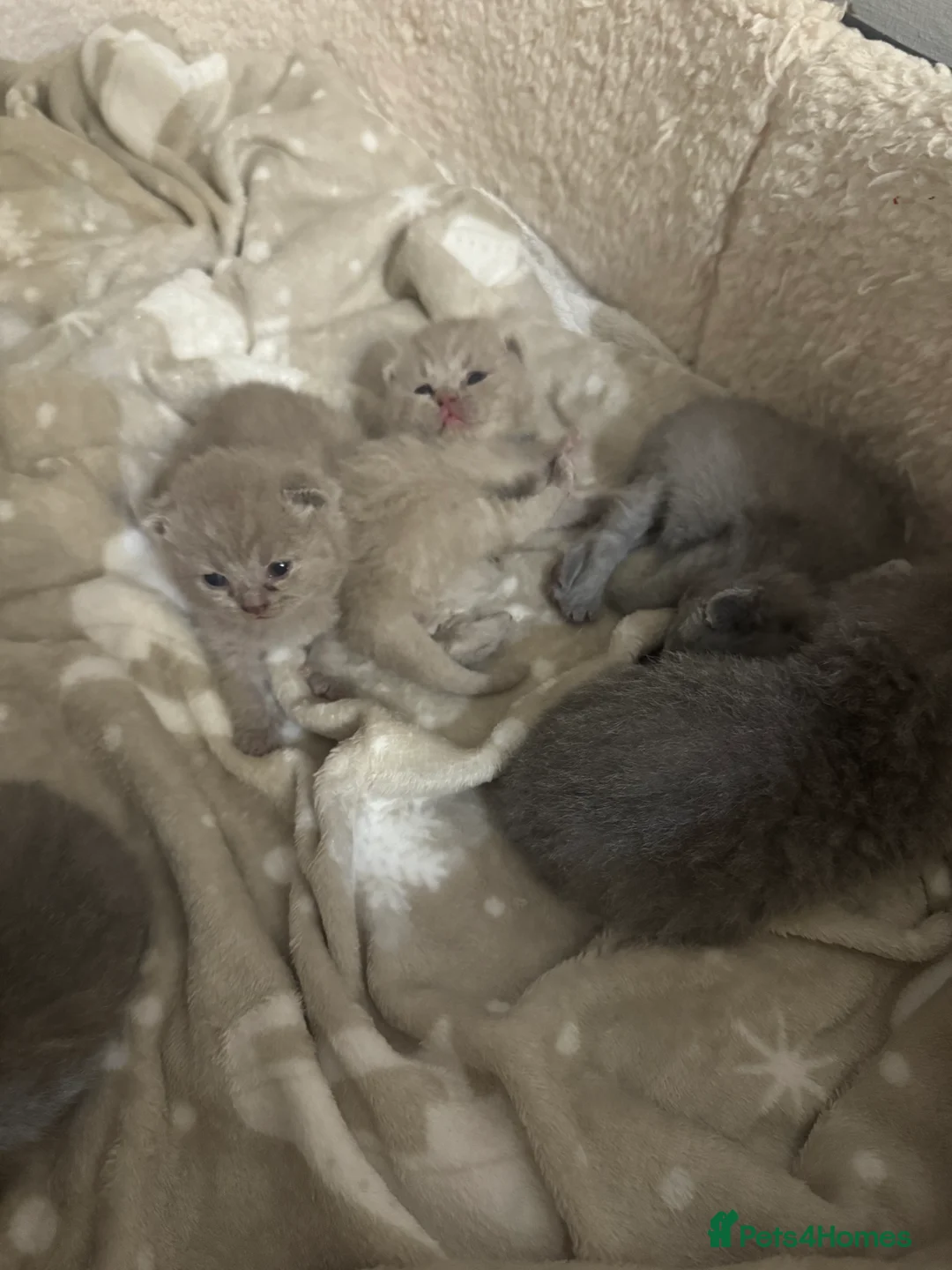 British Shorthair cats for sale: British shorthair  in Portsmouth - Advert 3