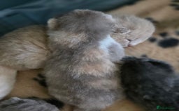 British Shorthair cats for sale: Excellent Quality BSH kittens for Reservation - Image 17