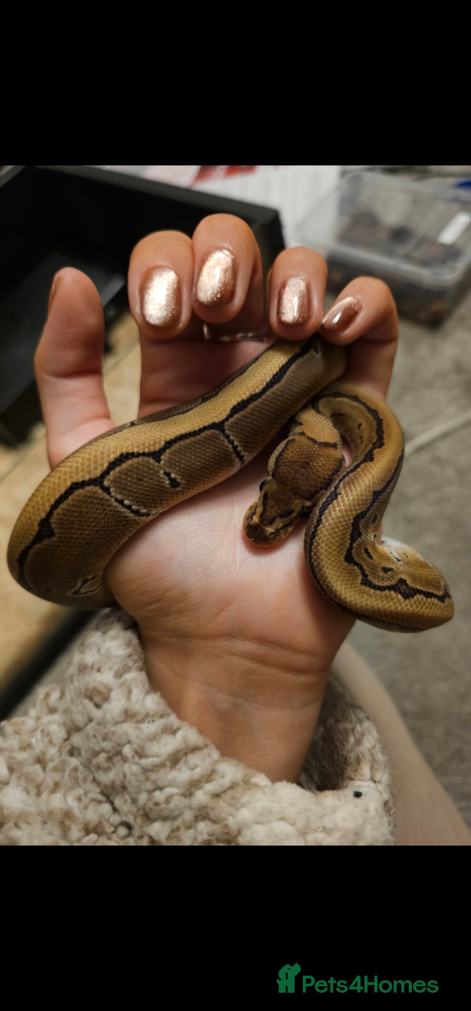 Python Snake reptiles Royal Python - Pinstripe  - Advert 1