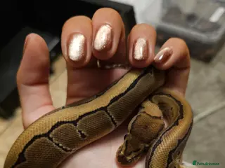 Python Snake reptiles Royal Python - Pinstripe - Advert 1