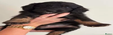 Cockapoo 2