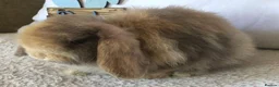Mini Lop rabbits for sale: Mini lop chocolate harlie in Lichfield - Advert 2