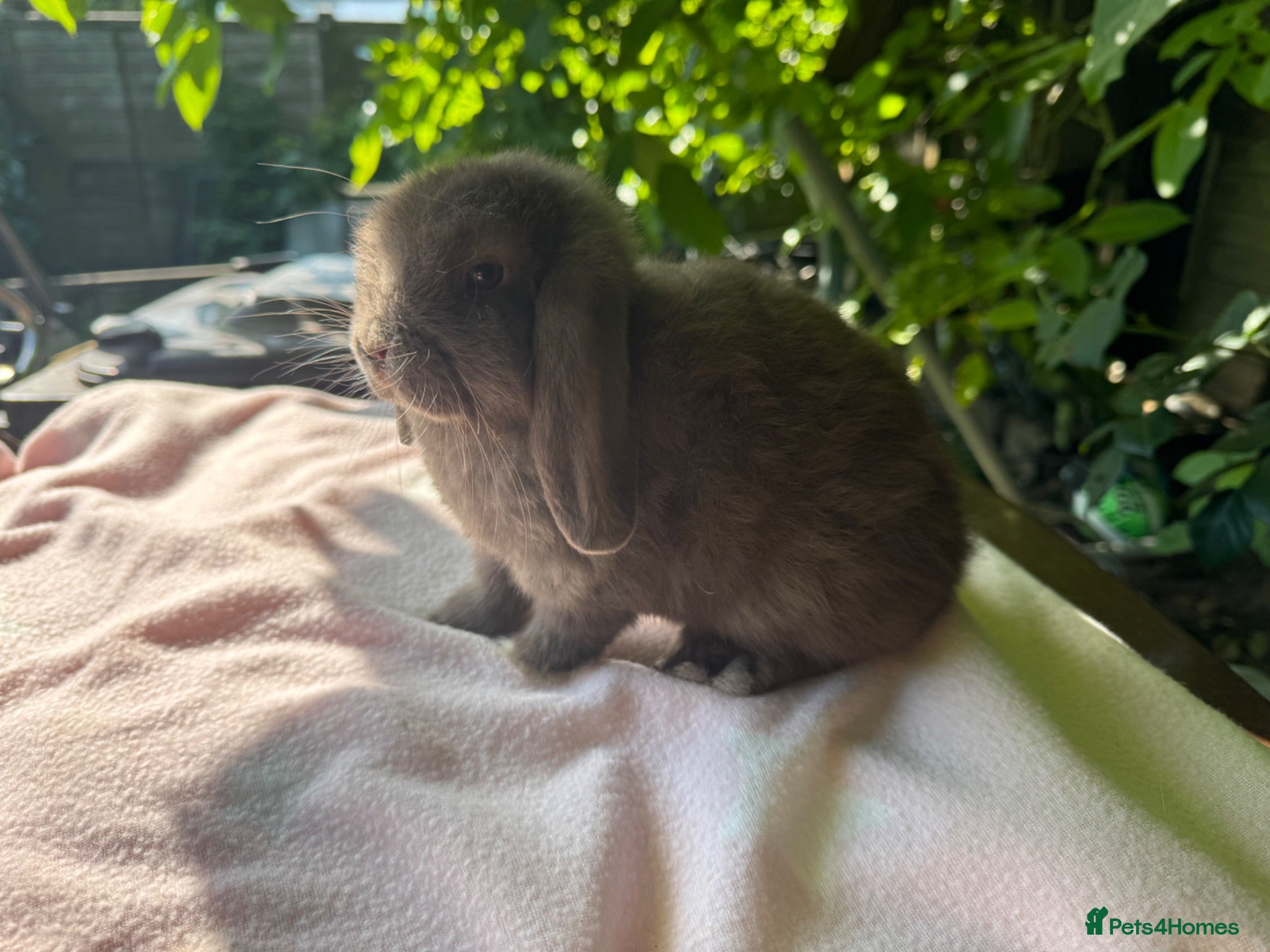 Mini Lop rabbits Beautiful mini lops for sale  - Advert 1