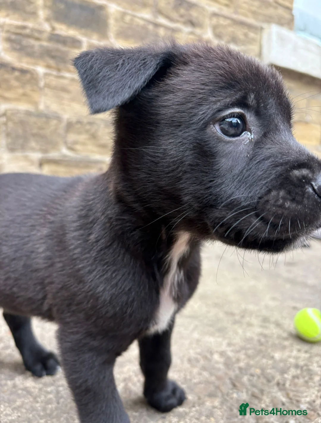 Mixed Breed dogs for sale: Puppies for sale! - Advert 2