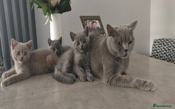 British Shorthair cats for sale: British shorthair blue / lilac kittens  - Image 23