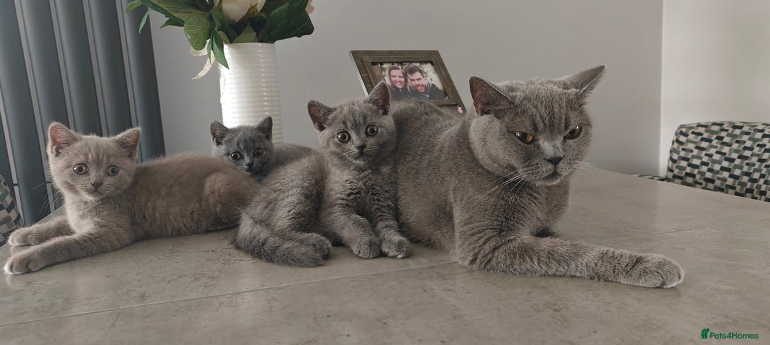 British Shorthair cats for sale: British shorthair blue / lilac kittens  - Image 23
