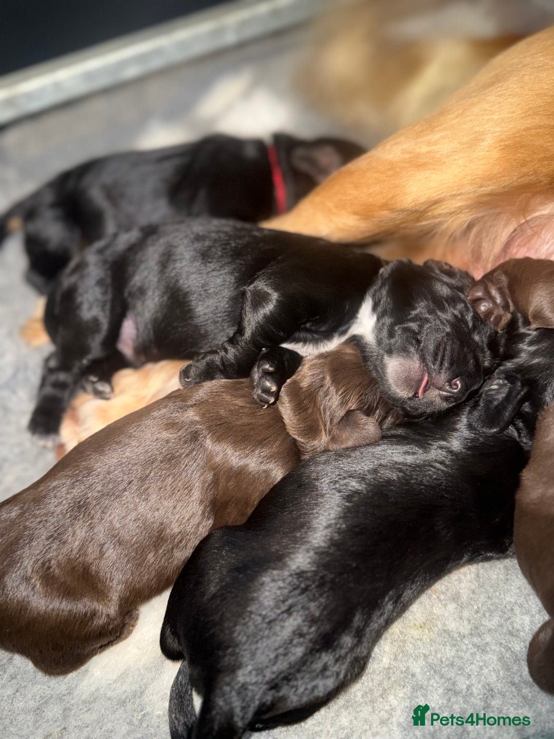 Cocker Spaniel dogs for sale: Cocker Spaniel Puppies - Image 11