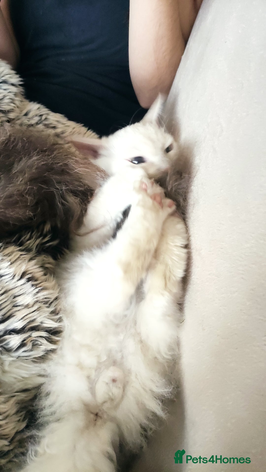 LaPerm cats for sale: Adorable teddy bear curly LaPerm GCCF reg - Advert 28