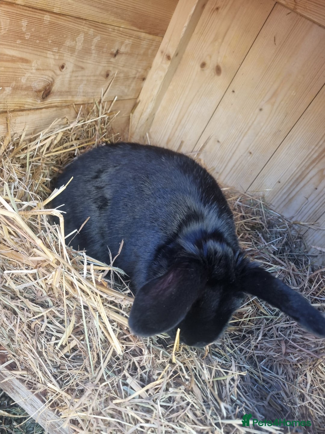 Mixed Breed rabbits for sale: Mini lop cross baby female  - Advert 4