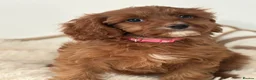 Cavapoo dogs for sale: F1 beautiful red cavapoo puppies Family raised in Sidcup - Advert 6