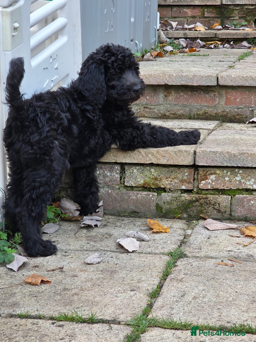Labradoodle dogs for sale: Female labradoodle  - Advert 4