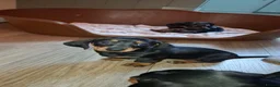 Dachshund dogs for sale: Dachshund puppies  - Advert 14