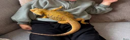 Bearded Dragon reptiles for sale: Bearded Dragon 🐉  in Bristol - Advert 3
