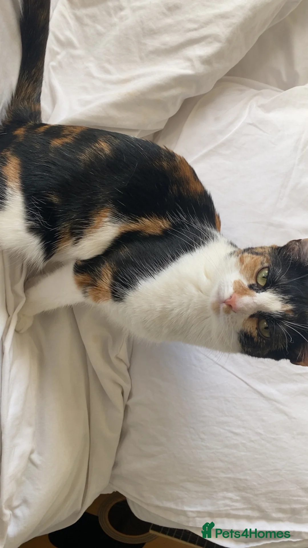 Domestic Shorthair cats for sale: Rehoming in Nelson - Advert 1