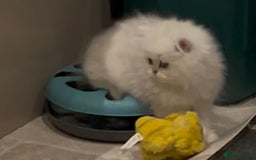 Persian cats for sale: FEMALE SILVER TIPPED CHINCHILLA PERSIAN  - Image 2