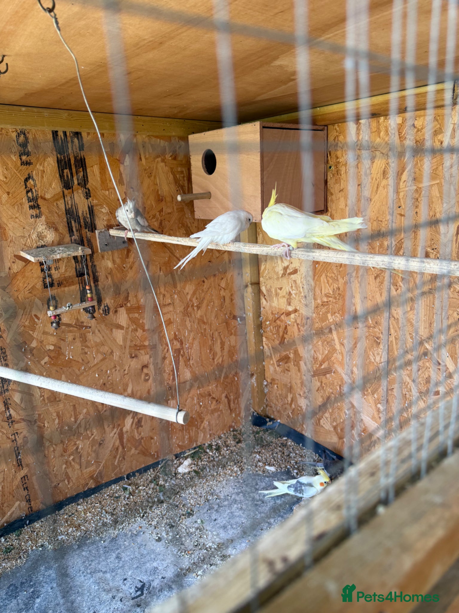 Cockatiels birds Beautiful and healthy cockatiels  - Advert 1